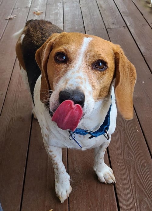 Photo of Freddie Mercury, adoptable Beagle in Atlanta, Georgia