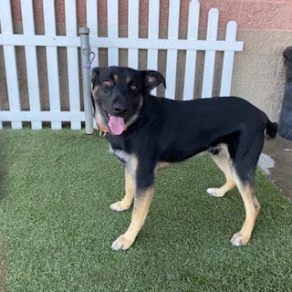 Photo of Mack, adoptable German Shepherd Dog in Modesto, California