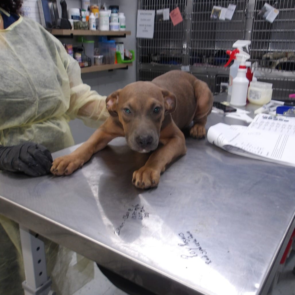Photo of Robert (FKA Roy Pup 6), adoptable Mixed Breed (Medium)
