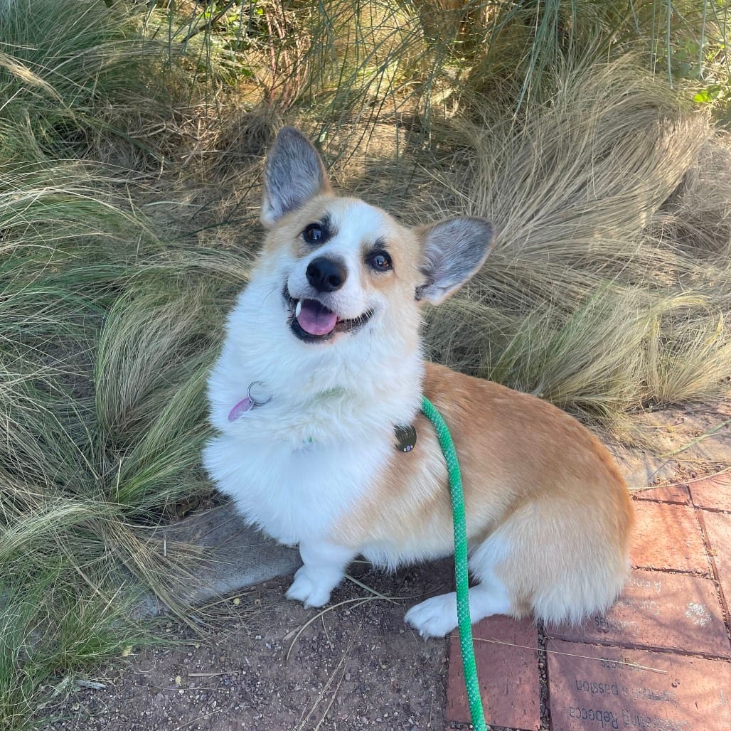 Photo of LowRider, adoptable Corgi, Cardigan Welsh / Mixed Breed (Small) in Riverside, California