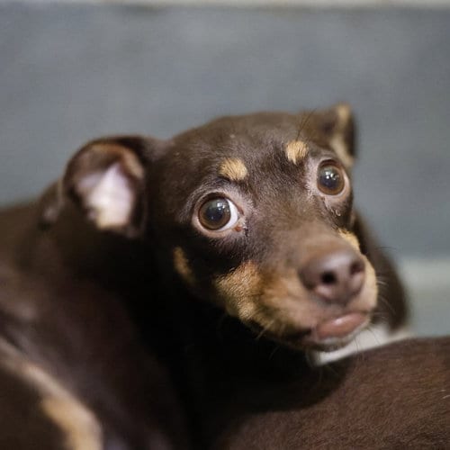 Photo of Chiquita, adoptable Chihuahua in San Antonio, Texas