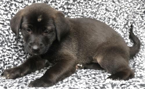 Photo of Amira, adoptable Labrador Retriever in Thief River Falls, Minnesota
