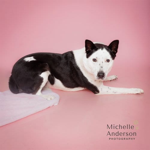 Photo of Chester, adoptable Australian Cattle Dog/Blue Heeler in Corona, California