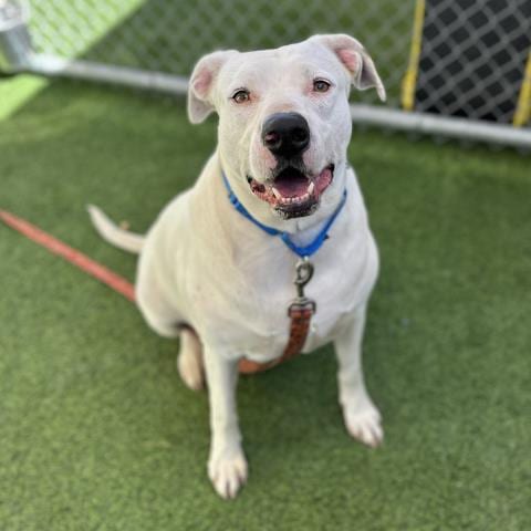 Photo of Shiro, adoptable Pit Bull Terrier in Camarillo, California