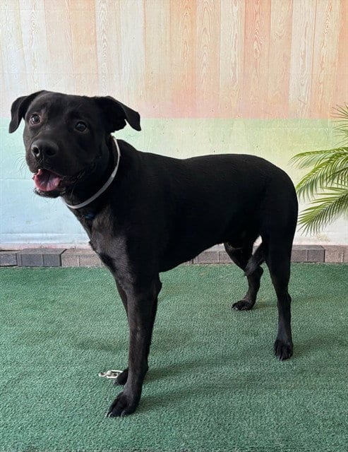 Photo of Luke, adoptable Labrador Retriever in Baldwin Park, California