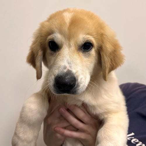 Photo of Chandler, adoptable Unknown breed in Rancho Santa Fe, California