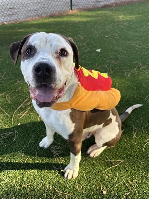 Photo of Zuko, adoptable American Staffordshire Terrier in Castaic, California
