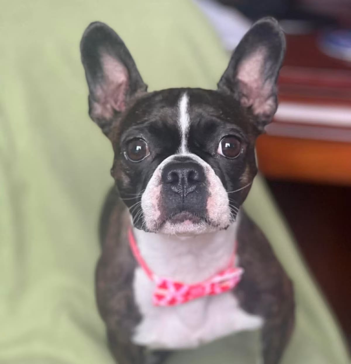 Photo of Ruby, adoptable Boston Terrier in Jackson, Tennessee