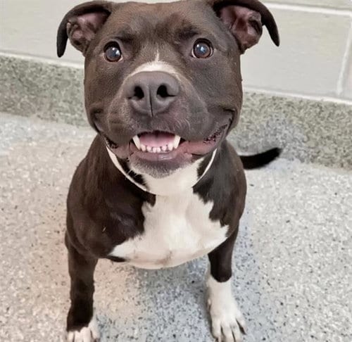 Photo of Happy, adoptable Pit Bull Terrier in Houston, Texas