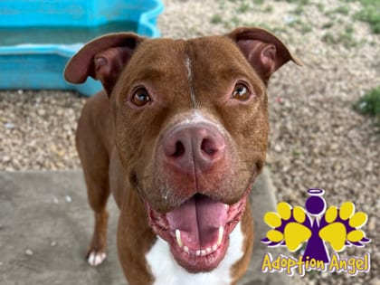 Photo of Pyro, adoptable dog in Georgetown, Texas