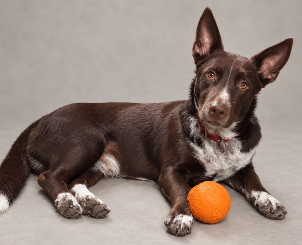 Photo of Zeke, adoptable Mixed Breed in Crossville, Tennessee