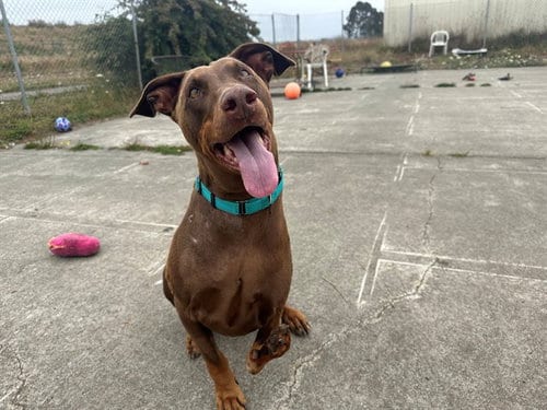 Photo of Littlefoot, adoptable Doberman Pinscher in McKinleyville, California