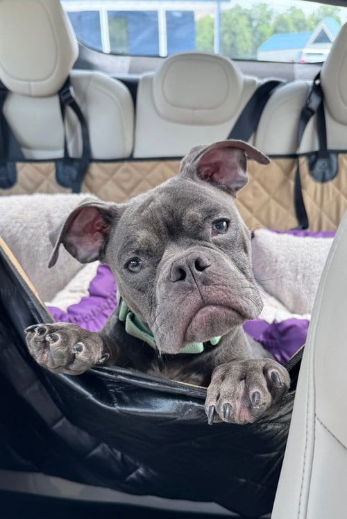 Photo of Gizmo, adoptable American Bulldog in Sykesville, Maryland