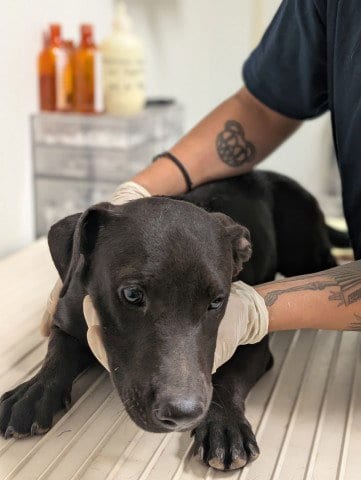 Photo of Pup 14, adoptable Pit Bull Terrier in Bakersfield, California