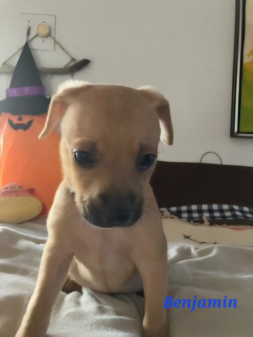 Photo of Benjamin, adoptable Chihuahua in Sedalia, Colorado