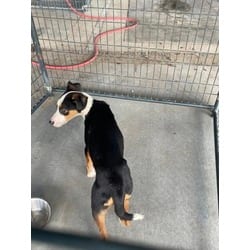 Photo of Sally, adoptable Golden Retriever in Baton Rouge, Louisiana