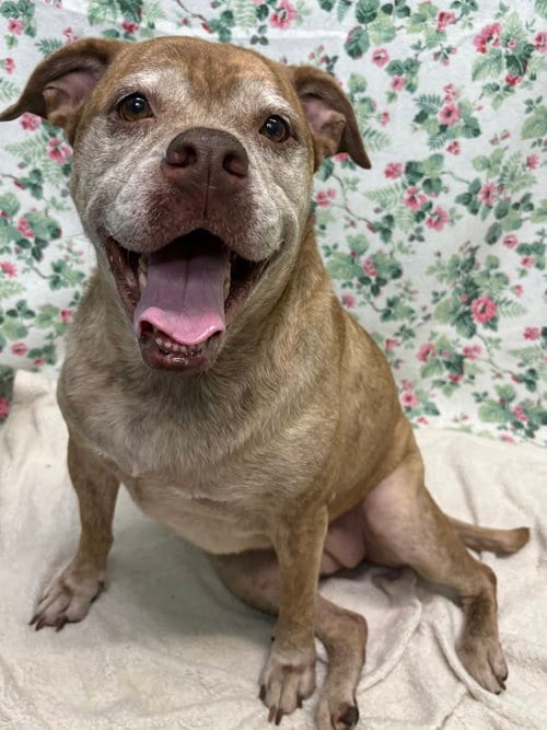 Photo of Dagmar, adoptable English Bulldog in Wetumpka, Alabama