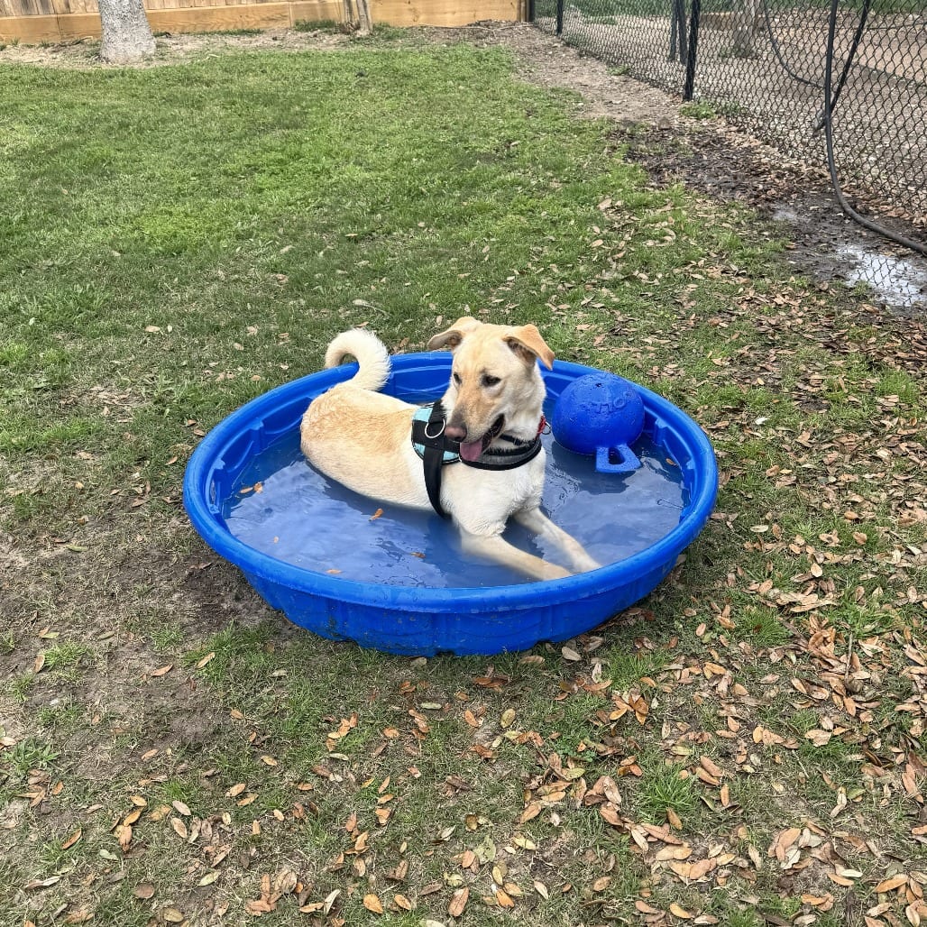 Photo of Benji, adoptable Retriever, Yellow Labrador / Mix in Houston, Texas