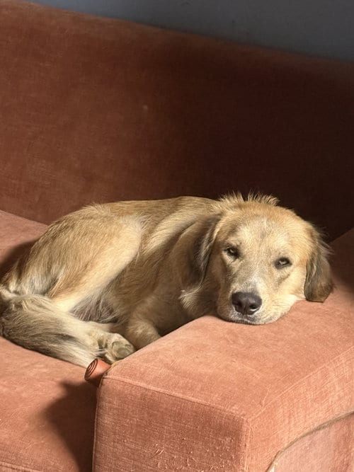 Photo of Emily, adoptable Golden Retriever in Nashville, Tennessee