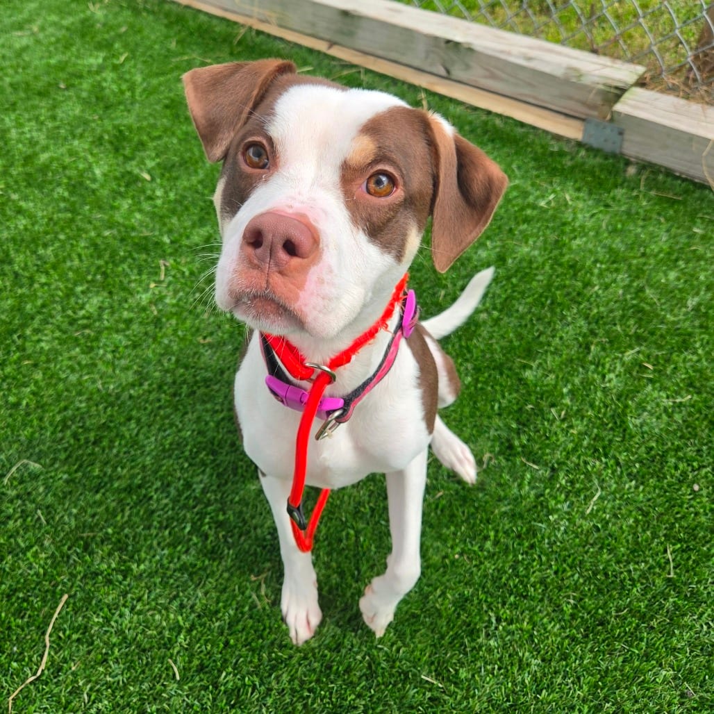 Photo of Applejack, adoptable Terrier, Pit Bull / Mixed Breed (Medium) in Binghamton, New York