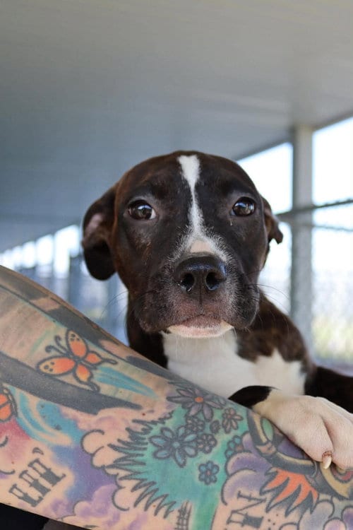 Photo of Maybellene, adoptable Pit Bull Terrier in AUSTIN, Minnesota
