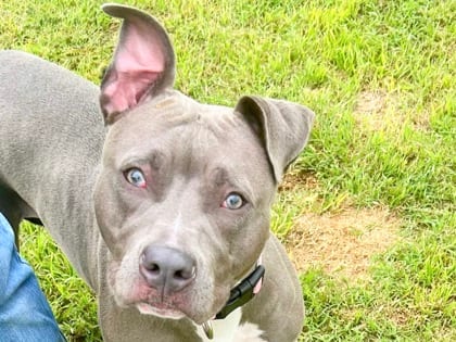 Photo of Holly, adoptable dog in Georgetown, Texas