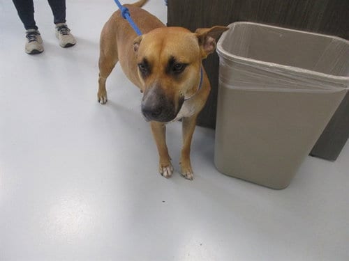 Photo of Nori, adoptable Black Mouth Cur in Ocala, Florida
