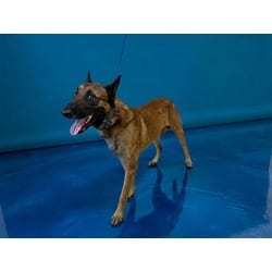 Photo of Rex, adoptable Belgian Malinois in Doral, Florida