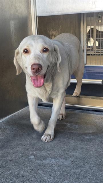 Photo of Banana, adoptable Labrador Retriever in Downey, California