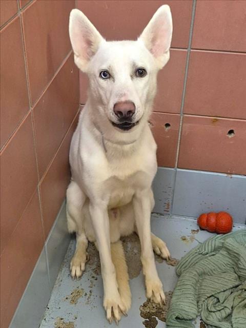 Photo of Blue, adoptable Siberian Husky in Houston, Texas