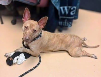 Photo of Rador, adoptable dog in Chamblee, Georgia