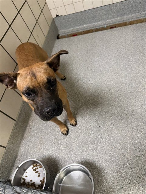 Photo of A187957, adoptable Black Mouth Cur in Pasadena, Texas