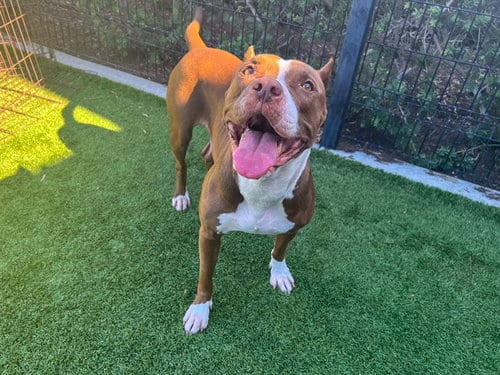 Photo of Bumblebee, adoptable Pit Bull Terrier in Orange, California