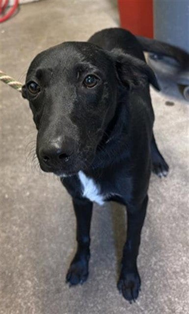 Photo of Nayeli, adoptable Terrier in Sacramento, California