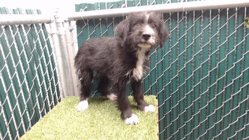 Photo of Kerri, adoptable Terrier in Downey, California