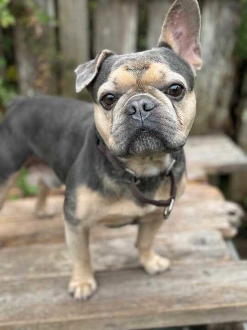 Photo of Chapo, adoptable French Bulldog in San Francisco, California
