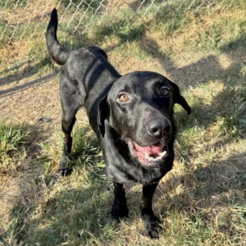 Photo of Addams, adoptable Labrador Retriever in Houston, Texas