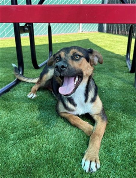 Photo of Mercy, adoptable German Shepherd Dog in San Bernardino, California