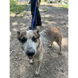 Photo of Ninio, adoptable Australian Cattle Dog in Doral, Florida