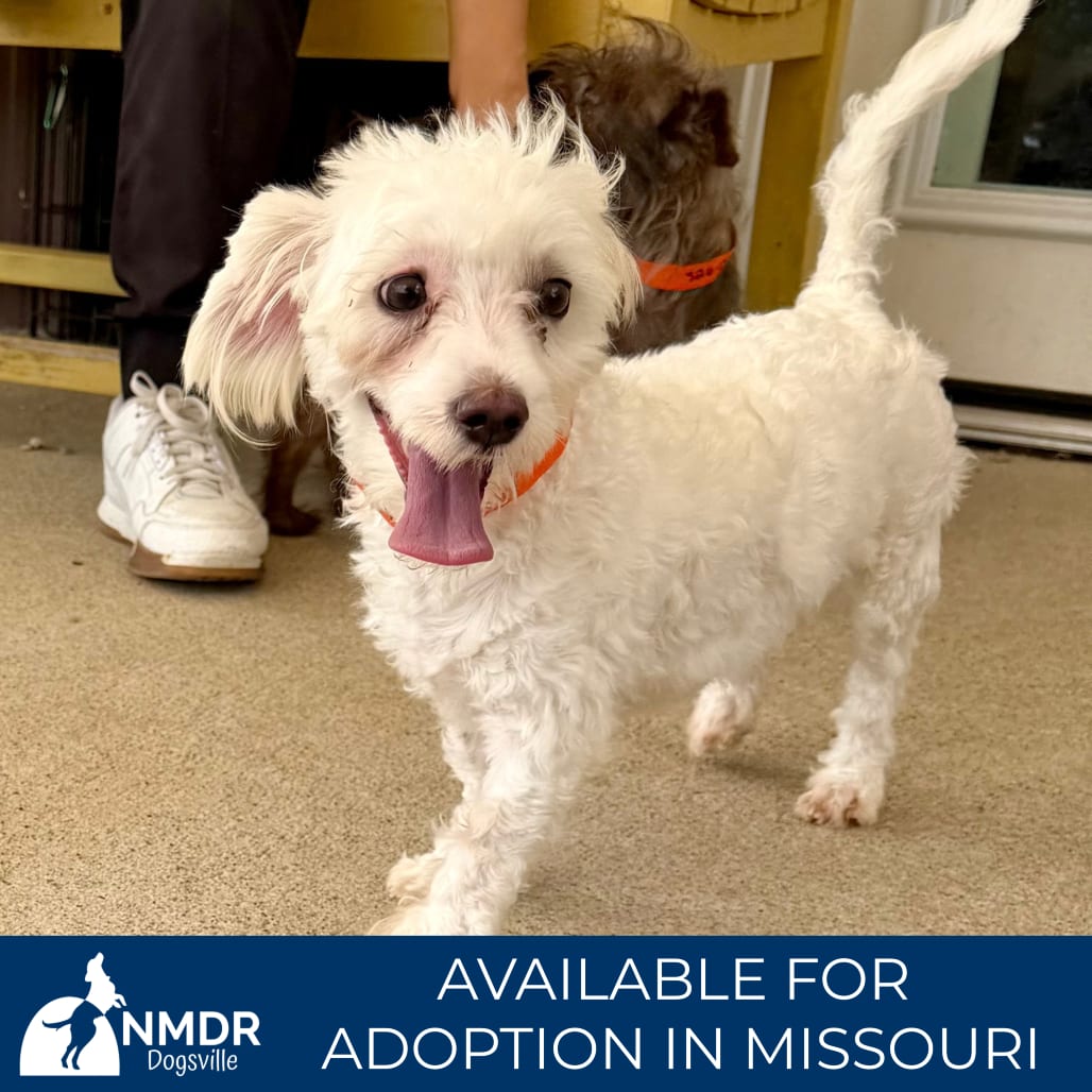 Photo of Lexi- Missouri (S26-48), adoptable Maltese in Colorado Springs, Colorado