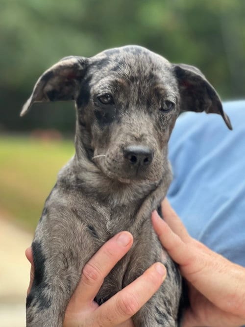 Photo of Louise, adoptable Catahoula Leopard Dog in Lakemont, Georgia