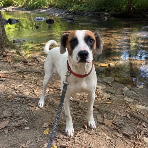 Photo of Latte, adoptable Hound in New Oxford, Pennsylvania