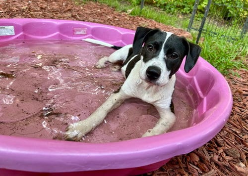 Photo of Rocky, adoptable Unknown breed in Mcclellanville, South Carolina