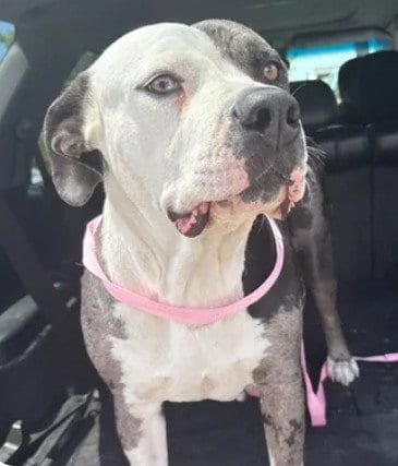 Photo of Daria, adoptable Pit Bull Terrier in Tracy, California