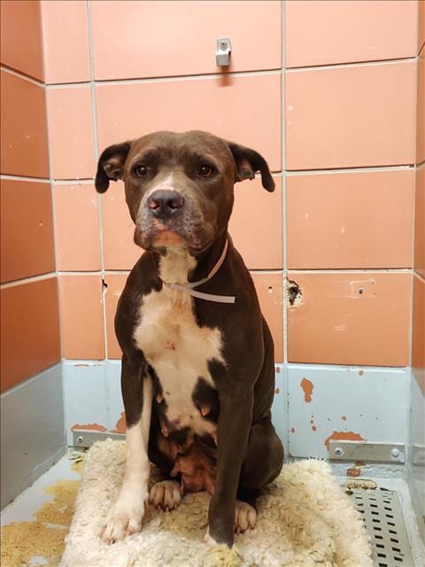Photo of Sassy, adoptable Staffordshire Bull Terrier mix in Houston, Texas
