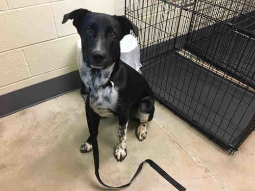 Photo of Bear, adoptable Border Collie in Norman, Oklahoma