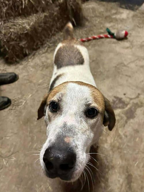 Photo of Tyson, adoptable Terrier in Abbeville, Louisiana