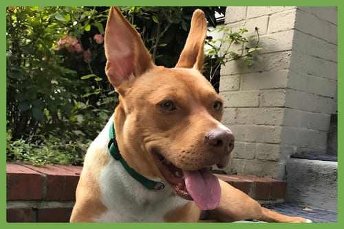 Photo of Jasmine, adoptable American Staffordshire Terrier in Amherst, Massachusetts