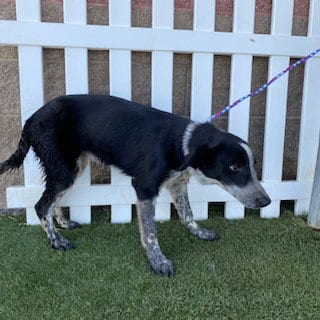 Photo of Mindy, adoptable Border Collie in Modesto, California