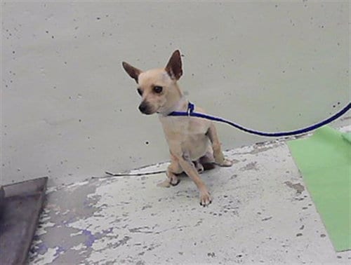 Photo of A2099787, adoptable Chihuahua in Houston, Texas